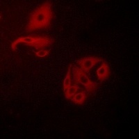 GPR20 Antibody抗体，orb213998，bio