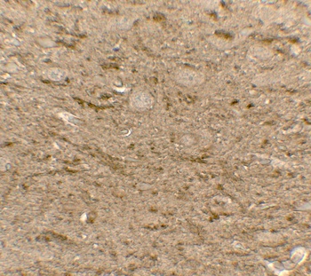 MEK1/2 Antibody抗体，orb1239447，b