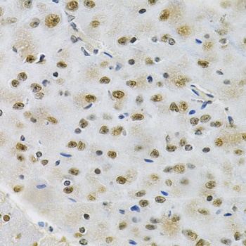 OTX2 Antibody抗体，orb1254855，bio