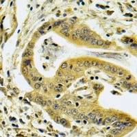 C4BP beta Antibody抗体，orb341049