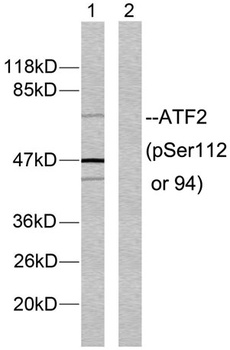 ATF-2 (phospho Ser112) rabbit