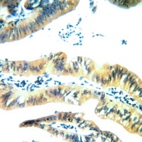Arylsulfatase E Antibody抗体，orb