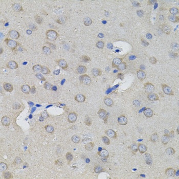 ACO1 Antibody抗体，orb1257227，bio