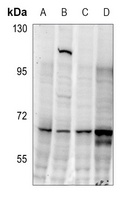 CDC25C (Phospho-S216) Antibody