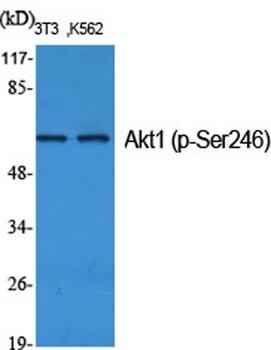 Akt1 (phospho Ser246) rabbit p