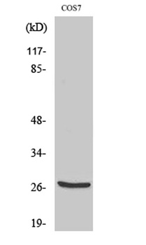 Cleaved-Cathepsin Z (L62) rabb