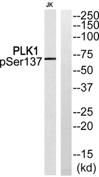 Plk1 (phospho Ser137) rabbit p