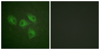 PI 3-kinase p85α rabbit pAb抗体，