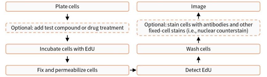 EdU升级！细胞增殖检测效率翻倍