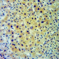 HLA-DOB Antibody抗体，orb214037，b