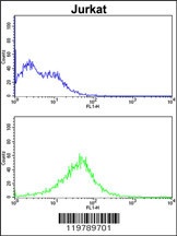CHC1L Antibody抗体，orb1263681，bi