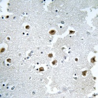 CAF-I p60 Antibody抗体，orb665746