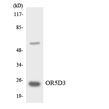 Olfactory receptor 5D3 rabbit 