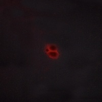 CRHR1 Antibody抗体，orb216071，bio