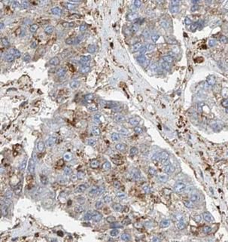 STT3A Antibody抗体，orb631616，bio