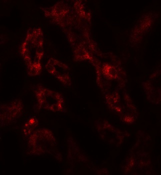 ARF6 Antibody抗体，orb1240209，bio