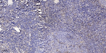 PART-1 rabbit pAb抗体,orb768316,