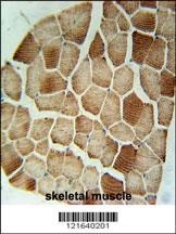 STX7 Antibody抗体，orb1264111，bio