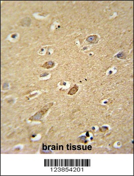 ATP5H Antibody抗体，orb1270928，bi