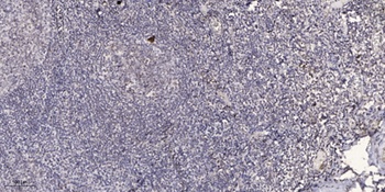 Dio-1 rabbit pAb抗体，orb765047，b