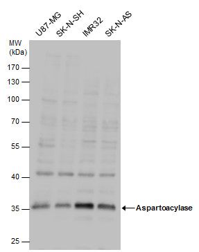 Aspartoacylase antibody [N1C3-