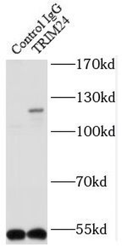 TRIM24 Antibody抗体，orb632138，bi