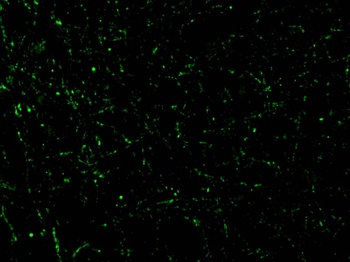 CIDE-A Antibody抗体，orb1239982，b