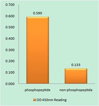 PLC β3 (phospho Ser1105) rabbi