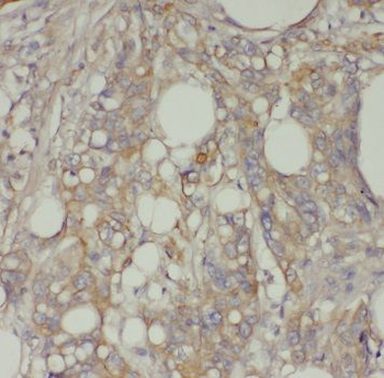 TFEC Antibody抗体,orb631841,bior