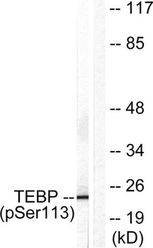 p23 (phospho Ser113) rabbit pA