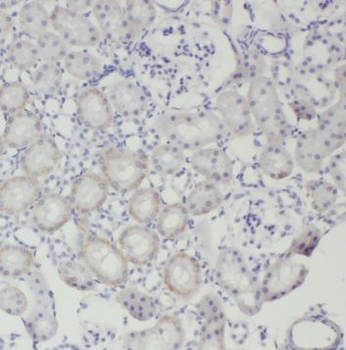 TRAPPC2L Antibody抗体，orb632114，