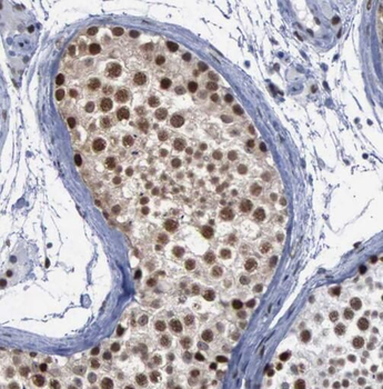 SPAG5 Antibody抗体，orb631434，bio