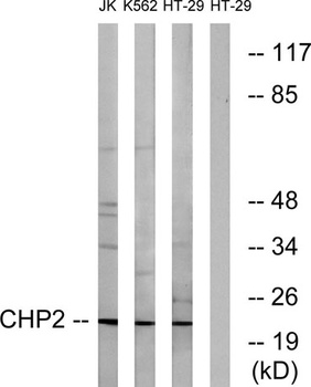 CHP2 rabbit pAb抗体,orb764854,bi