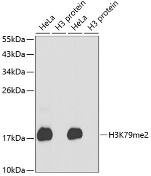 DiMethyl-Histone H3-K79 pAb抗体，