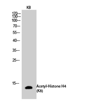 Histone H4 (Acetyl Lys8) rabbi