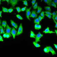 Dia 1 Antibody抗体，orb340970，bio