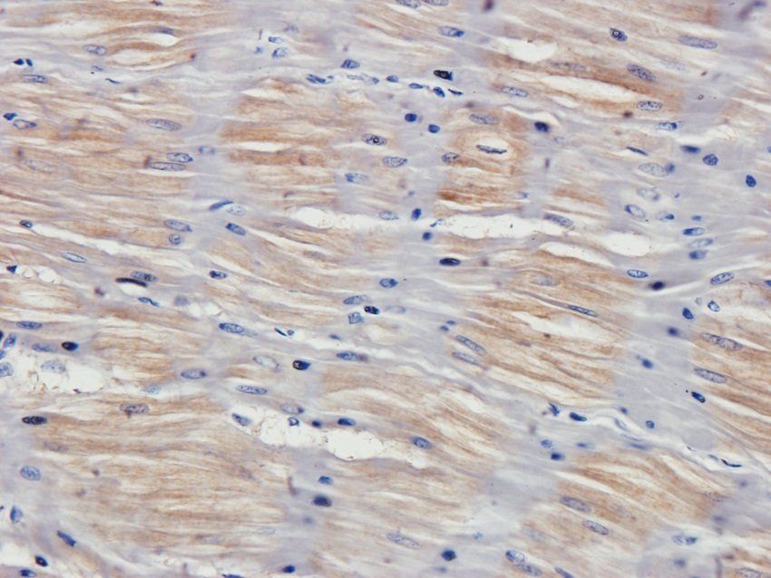 EPX antibody抗体，orb382913，biorb