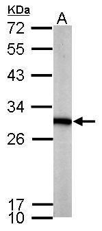 PGAM1 antibody [N1C3]抗体，orb556