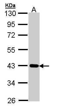 CRTAP antibody [N2C3-2]抗体，orb5