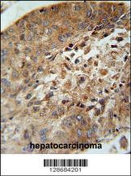 ACD10 Antibody抗体，orb1270571，bi