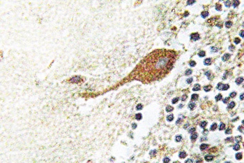 Chr-A rabbit pAb抗体，orb764855，b