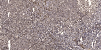 Akt1/3 rabbit pAb抗体,orb768039,