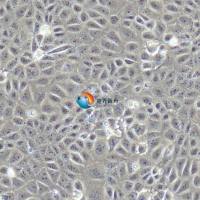 大鼠子宫内膜上皮细胞永生化