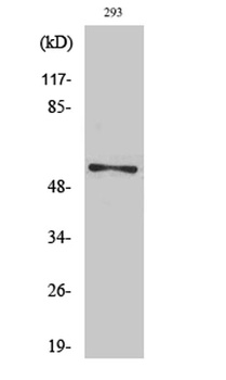 Synaptotagmin 1/2 (phospho Ser