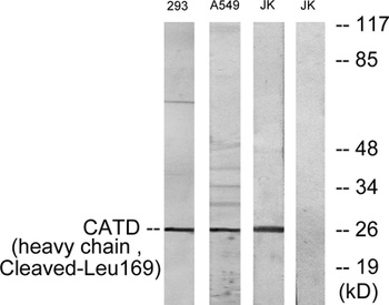 Cleaved-Cathepsin D HC (L169) 