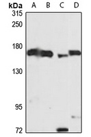 Vigilin Antibody抗体，orb666880，b