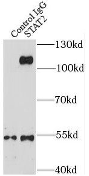 STAT2 Antibody抗体，orb631563，bio