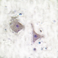 mGLUR7 Antibody抗体，orb214015，bi