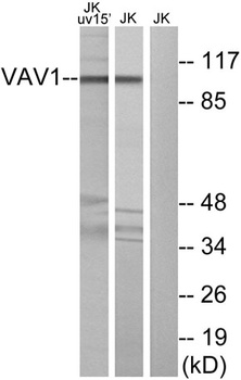 Vav1 rabbit pAb抗体，orb766565，bi