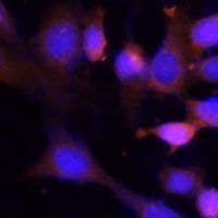 VPS26A Antibody抗体，orb668621，bi